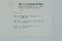 臺灣冷杉藏品圖，第2張