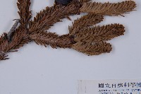 臺灣冷杉藏品圖，第4張