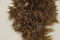 刺柏藏品圖，第3張