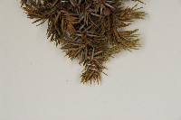 刺柏藏品圖，第4張