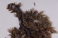 刺柏藏品圖，第5張