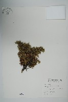 刺柏藏品圖，第1張