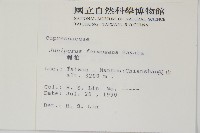 刺柏藏品圖，第2張