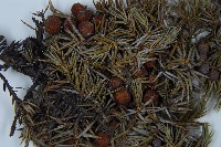 刺柏藏品圖，第3張