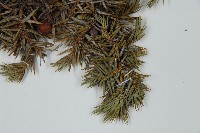 刺柏藏品圖，第4張