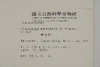 大葉羅漢松藏品圖，第2張