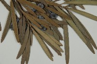 大葉羅漢松藏品圖，第3張