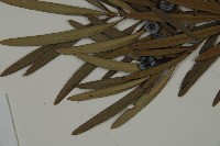 大葉羅漢松藏品圖，第4張