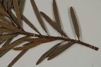 大葉羅漢松藏品圖，第5張