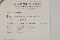 大葉羅漢松藏品圖，第2張