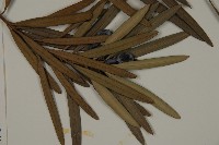 大葉羅漢松藏品圖，第3張