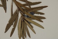 大葉羅漢松藏品圖，第4張