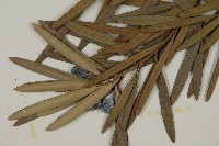 大葉羅漢松藏品圖，第5張