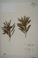 大葉羅漢松藏品圖，第1張