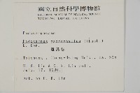 大葉羅漢松藏品圖，第2張