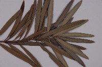 大葉羅漢松藏品圖，第3張