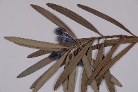 大葉羅漢松藏品圖，第4張