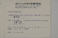 大葉羅漢松藏品圖，第2張