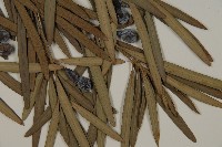 大葉羅漢松藏品圖，第3張