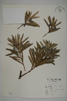大葉羅漢松藏品圖，第1張