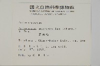 大葉羅漢松藏品圖，第2張