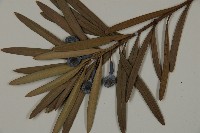 大葉羅漢松藏品圖，第3張