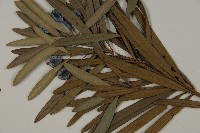 大葉羅漢松藏品圖，第4張