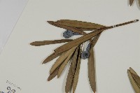 大葉羅漢松藏品圖，第5張
