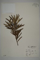 大葉羅漢松藏品圖，第1張