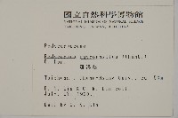 大葉羅漢松藏品圖，第2張