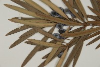 大葉羅漢松藏品圖，第3張