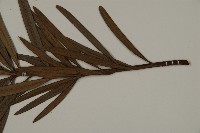 大葉羅漢松藏品圖，第4張