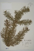 杉木藏品圖，第1張