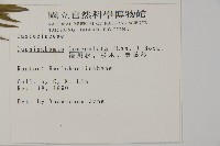 杉木藏品圖，第2張