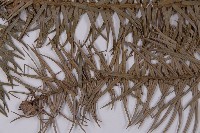 杉木藏品圖，第4張