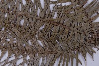 杉木藏品圖，第5張