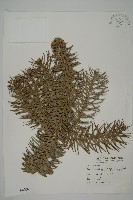 杉木藏品圖，第1張