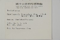 杉木藏品圖，第2張