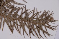 杉木藏品圖，第3張