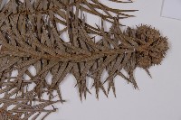 杉木藏品圖，第4張