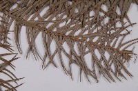 杉木藏品圖，第5張