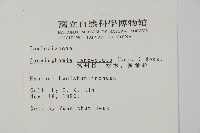 杉木藏品圖，第2張