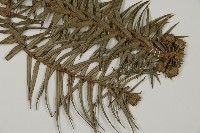 杉木藏品圖，第3張