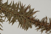 杉木藏品圖，第5張