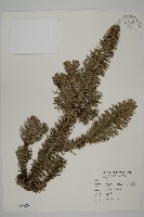香杉、台灣杉木藏品圖，第1張