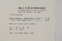 香杉、台灣杉木藏品圖，第2張