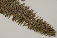 香杉、台灣杉木藏品圖，第3張