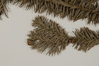 香杉、台灣杉木藏品圖，第4張