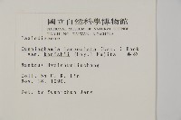 香杉、台灣杉木藏品圖，第2張