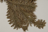 香杉、台灣杉木藏品圖，第3張